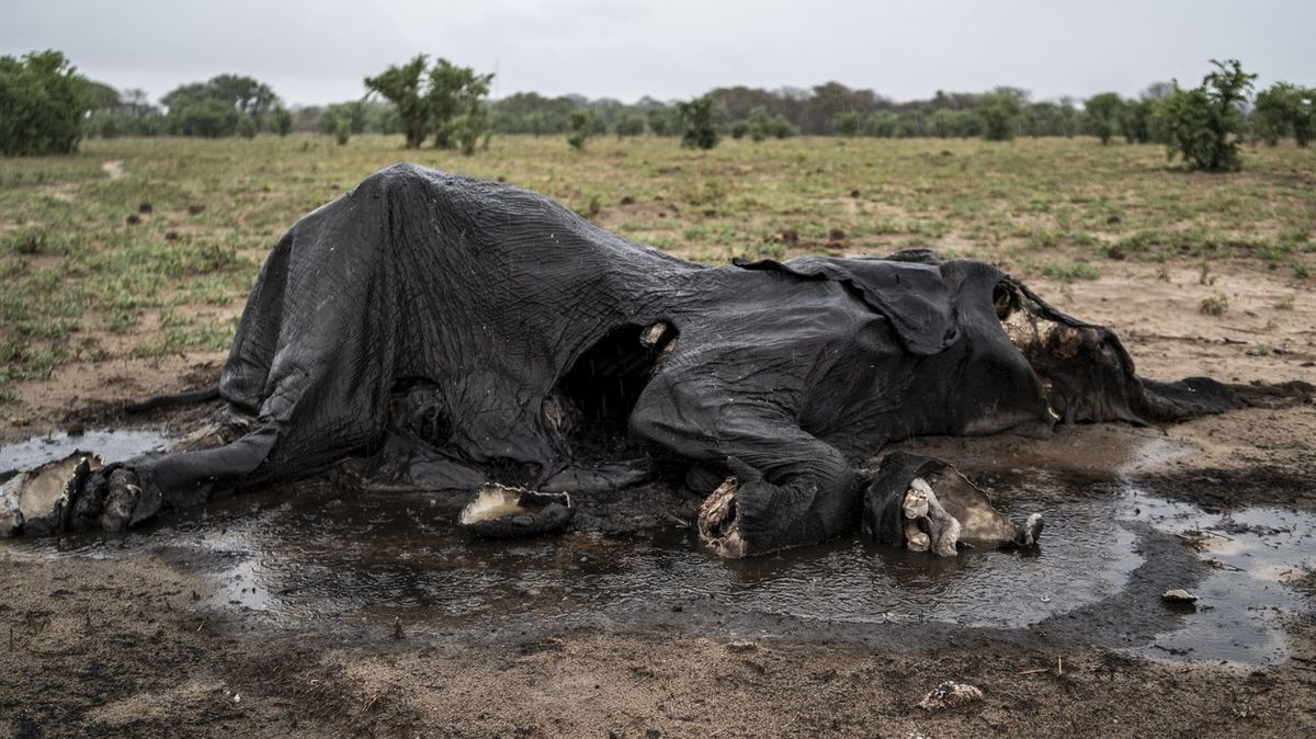 Srdcervoucí snímky ze Zimbabwe: Sucho způsobilo velký úhyn slonů
